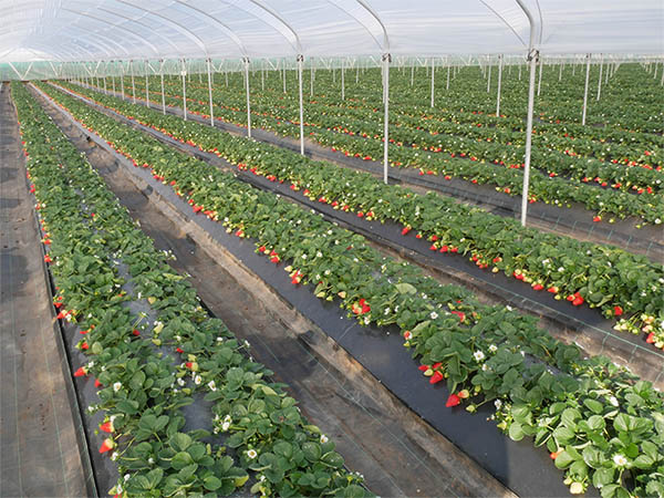 Campo di Marimbella® a gennaio